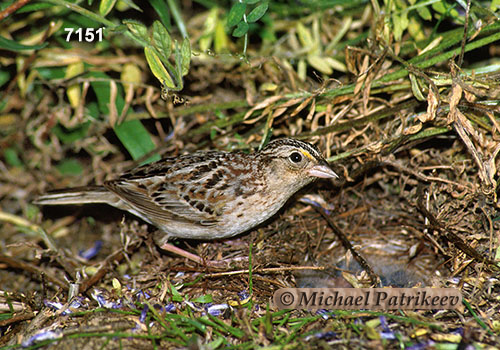 Grasshopper Sparrow (Ammodramus savannarum)
